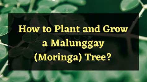 Everything About Malunggay .